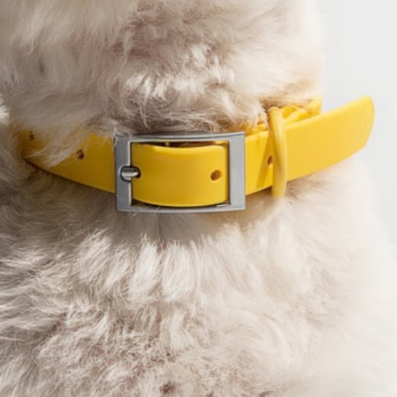 NWT Wild One Dog Collar - Picture 5 of 8